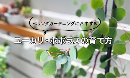 猪大肠脂肪含量是多少网猪大肠脂肪高吗知识网站,分享猪大肠里面的脂肪可以做什么大全