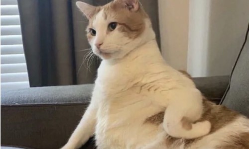 猪大肠脂肪含量是多少网猪大肠脂肪高吗知识网站,分享猪大肠里面的脂肪可以做什么大全